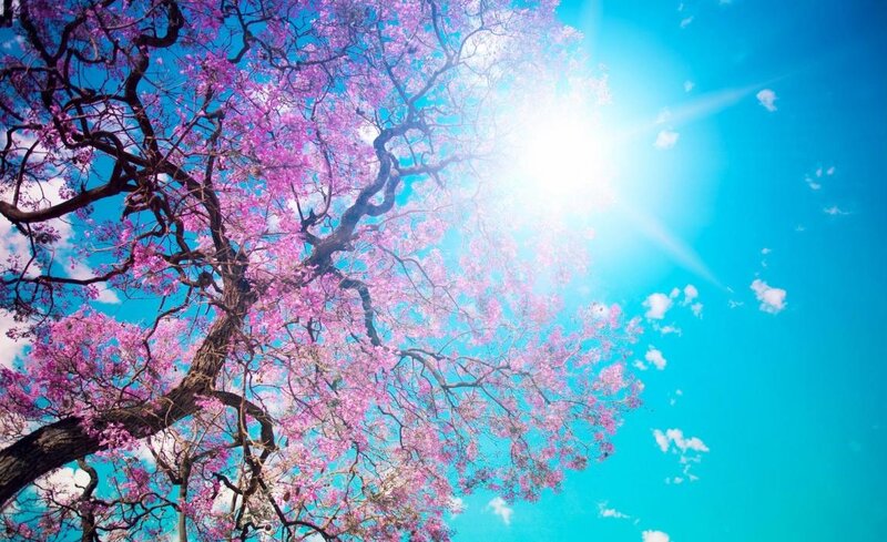 Pink-flowered Tree — Blue, Serene