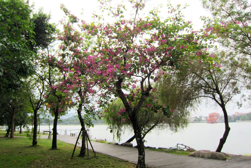 Pink-flowered Tree by Lake