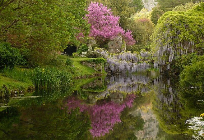 Pink-flowered Tree by Pond