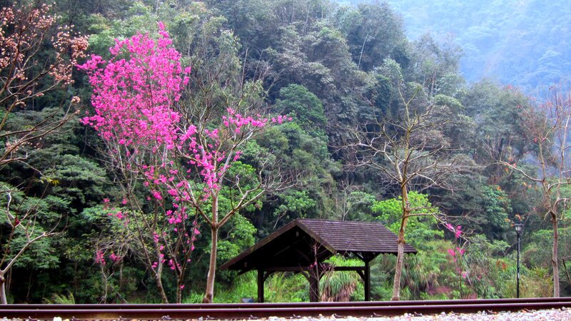 Pink-flowered Tree by Train Tracks
