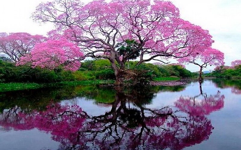 Pink-flowered tree by water