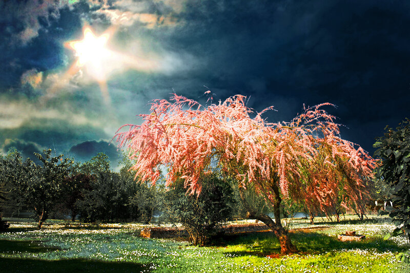 Pink-flowered Tree — Green, Dramatic