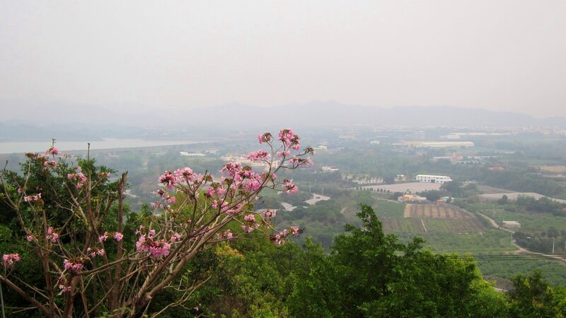 Pink-flowered Tree — Green, Hazy