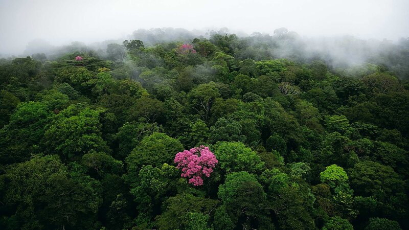 Pink-flowered Tree — Green, Misty
