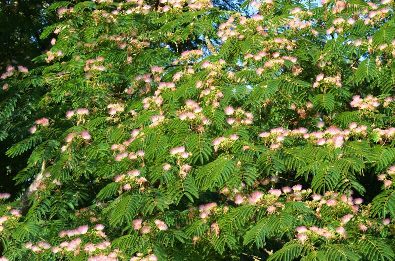 Pink-flowered Tree — Green, Serene, Afternoon, Photograph