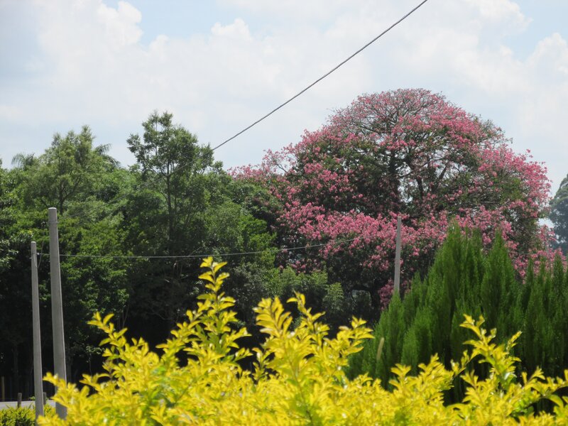 Pink-flowered Tree — Green, Serene, Afternoon