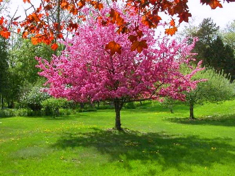 Pink-flowered Tree — Green, Serene