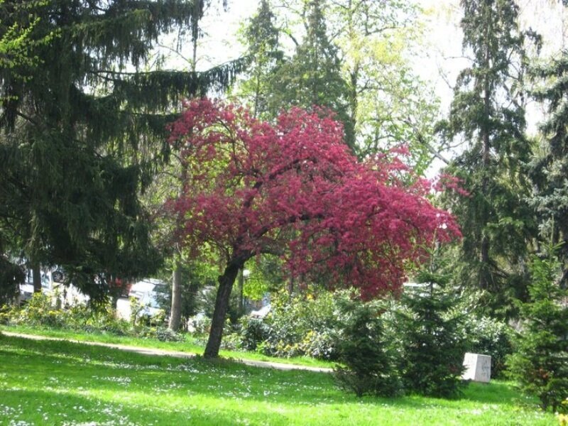 Pink-flowered Tree — Green