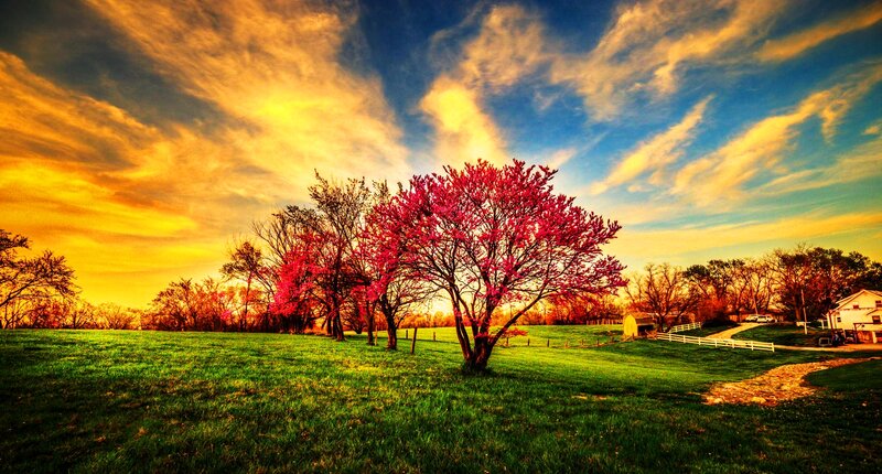 Pink-flowered Tree in Field
