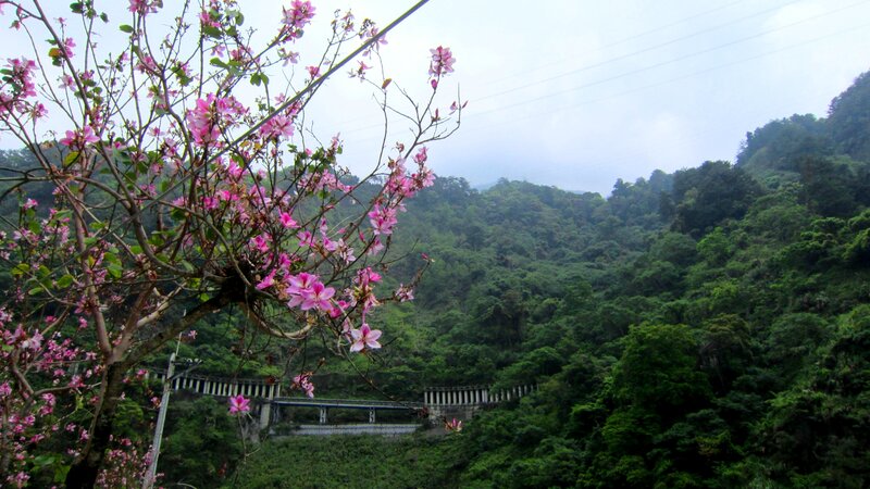 Pink-flowered Tree in Forest