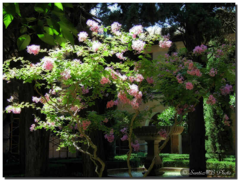 Pink-flowered Tree in Garden — Green