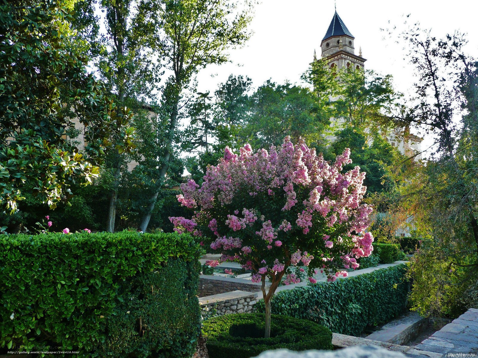 Pink-flowered tree in garden