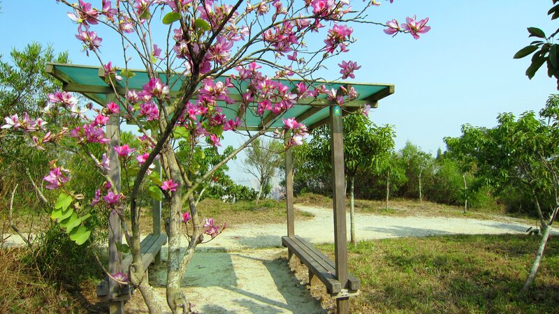 Pink-flowered Tree in Park — Pink