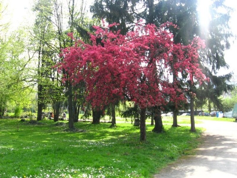 Pink-flowered Tree in Park