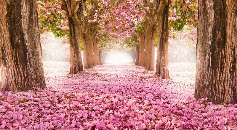 Pink-flowered Tree Path — Pink