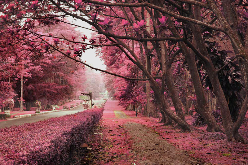Pink-flowered Tree Path