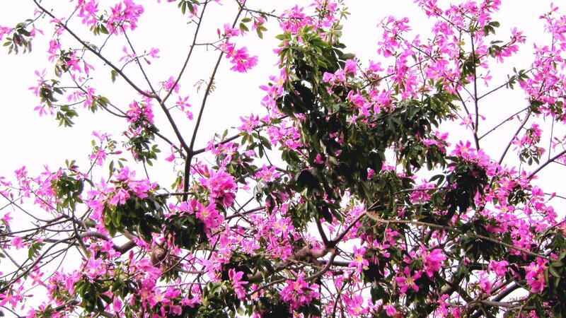 Pink-flowered Tree — Pink, Calm, Spring