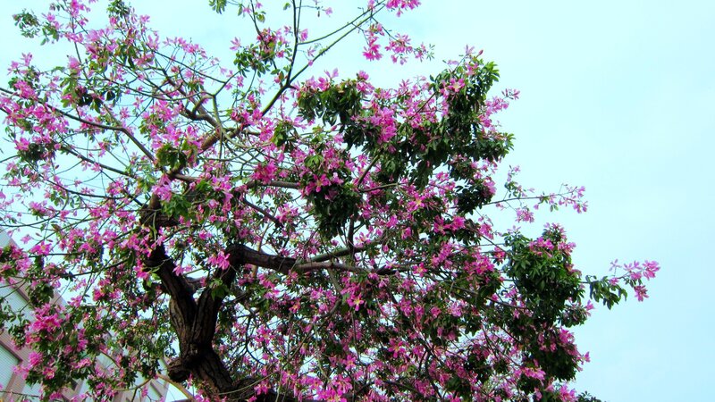 Pink-flowered Tree — Pink, Calm