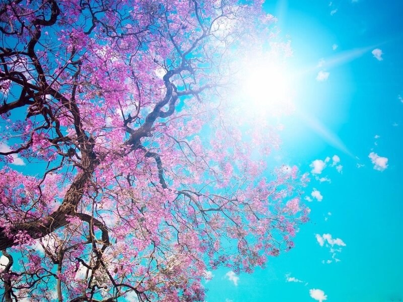 Pink-flowered Tree — Pink, Serene, Afternoon