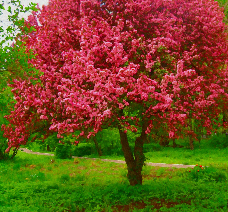 Pink-flowered Tree — Pink, Serene, Spring, Digital Art