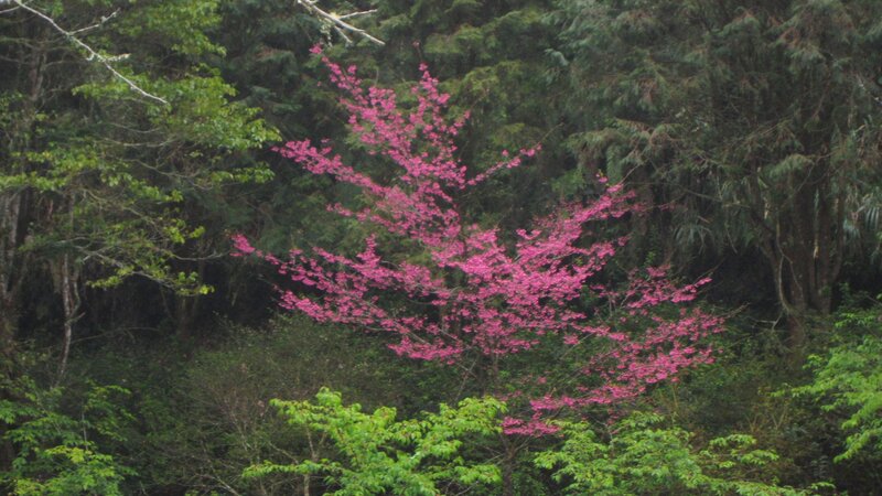 Pink-flowered Tree — Pink, Serene, Spring, Photograph, Forest