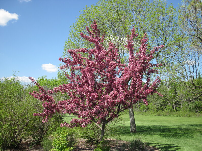 Pink-flowered Tree — Pink, Serene, Spring, Photograph, Green Grass