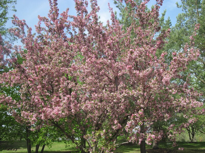 Pink-flowered Tree — Pink, Serene, Spring, Photograph, Green Trees