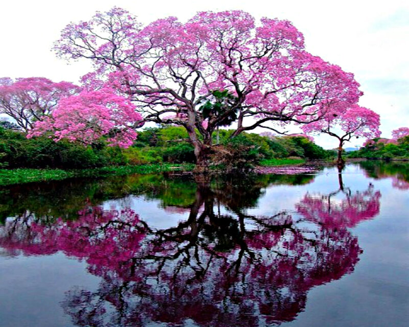 Pink-flowered Tree — Pink, Serene, Spring, Photograph, River, Reflection, Bushes