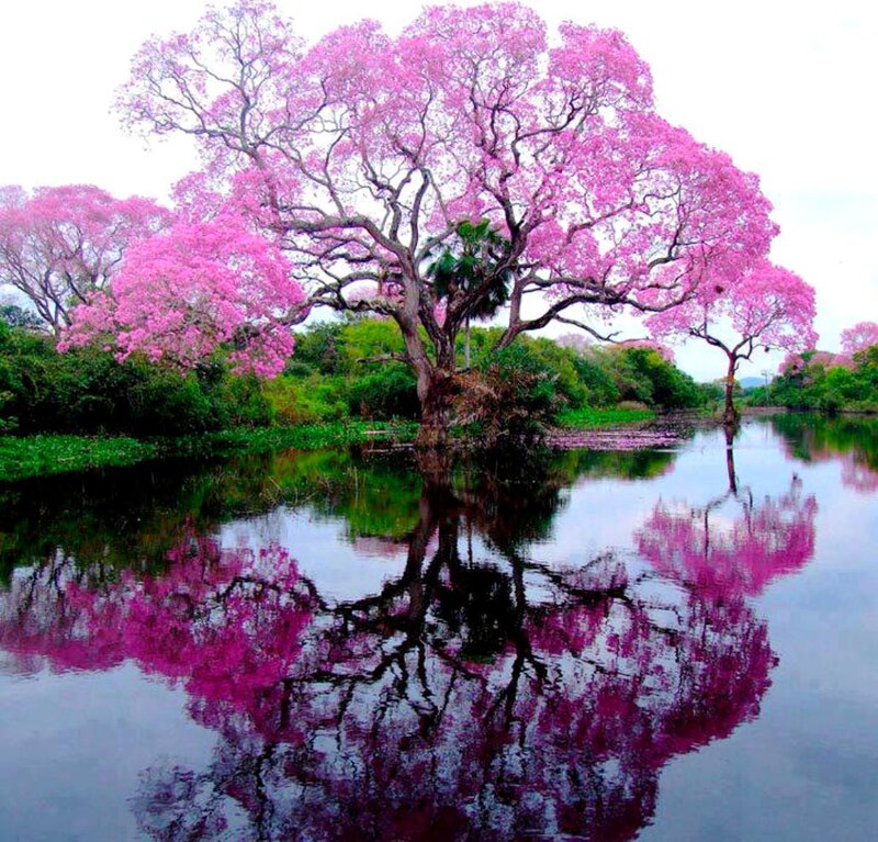 Pink-flowered Tree — Pink, Serene, Spring, Photograph, River, Reflection