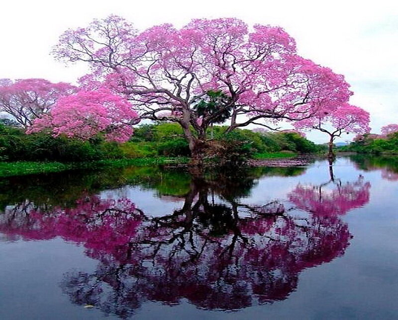 Pink-flowered Tree — Pink, Serene, Spring, Photograph, River