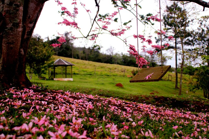 Pink-flowered Tree — Pink, Serene, Spring, Photograph, Swing