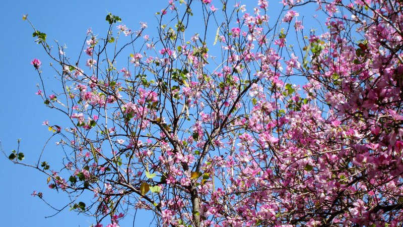 Pink-flowered Tree — Pink, Serene, Spring, Photograph