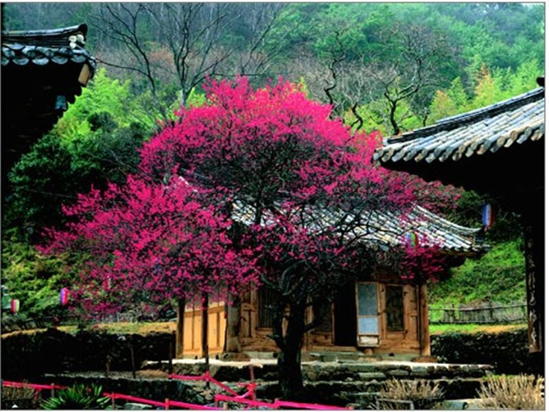 Pink-flowered Tree — Pink, Serene, Spring, Photograph, Traditional House