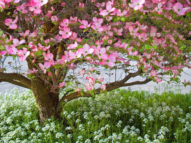 Pink-flowered Tree — Pink, Serene, Spring, Photograph, White Flowers