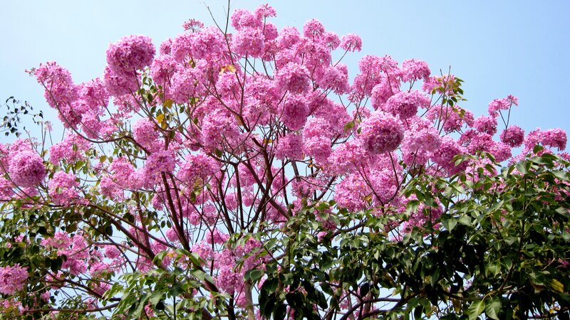 Pink-flowered Tree — Pink, Serene, Spring