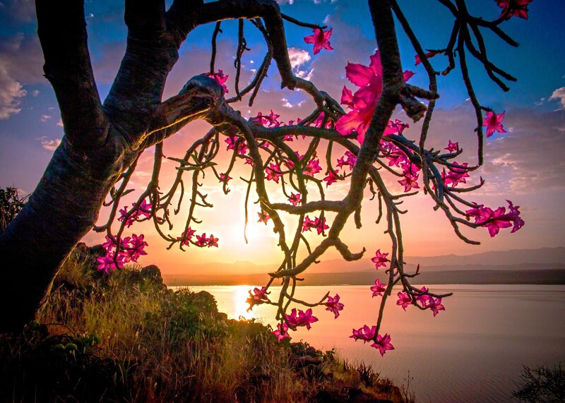 Pink-flowered Tree — Pink, Serene, Sunset