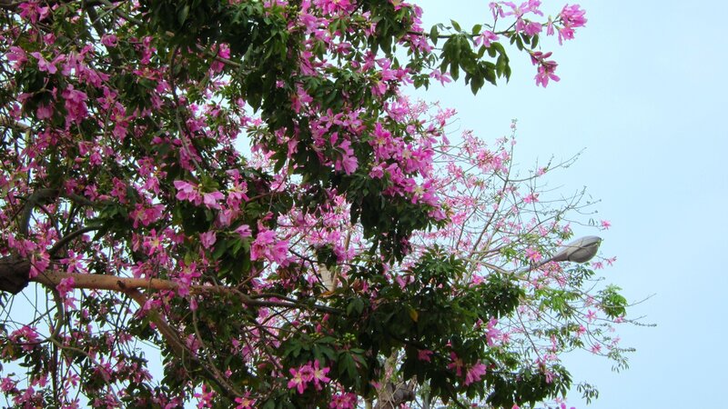 Pink-flowered Tree — Pink