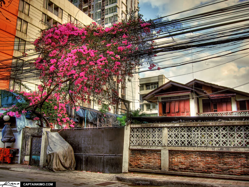 Pink-flowered Tree — Pink, Urban