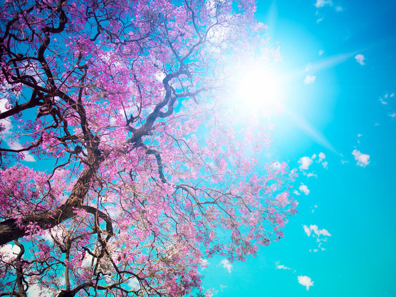 Pink-flowered Tree