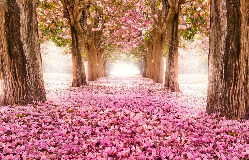 Pink-flowered Tree Tunnel
