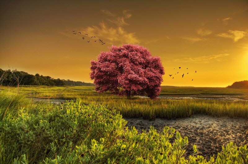 Pink-flowered Tree — Yellow