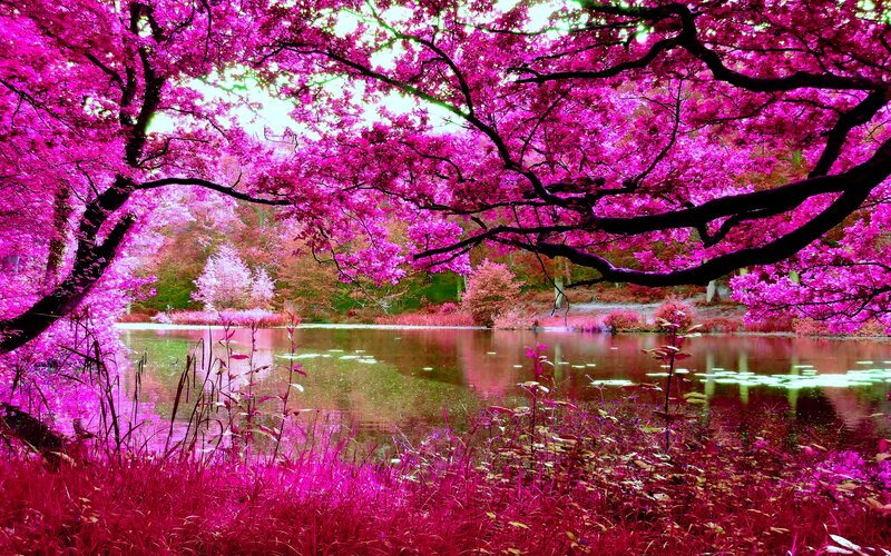 Pink-flowered Trees by Lake