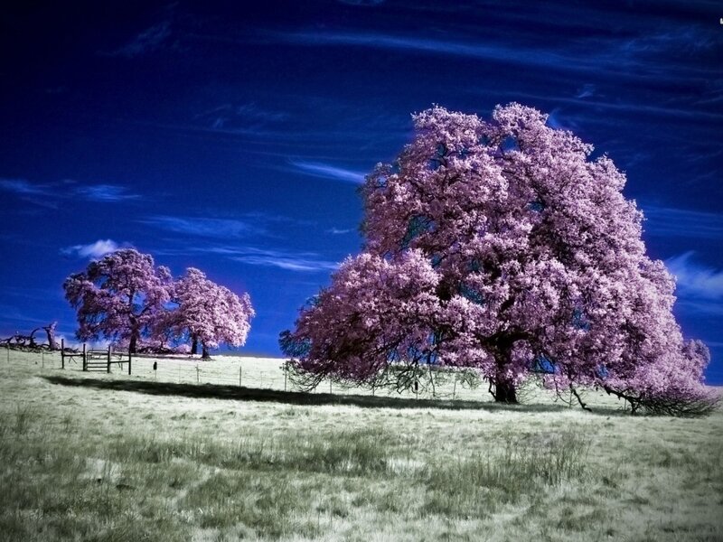 Pink-flowered Trees in Field
