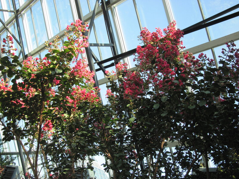 Pink-flowered Trees in Greenhouse