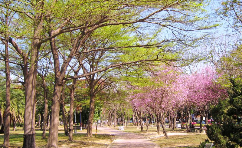 Pink-flowered Trees in Park