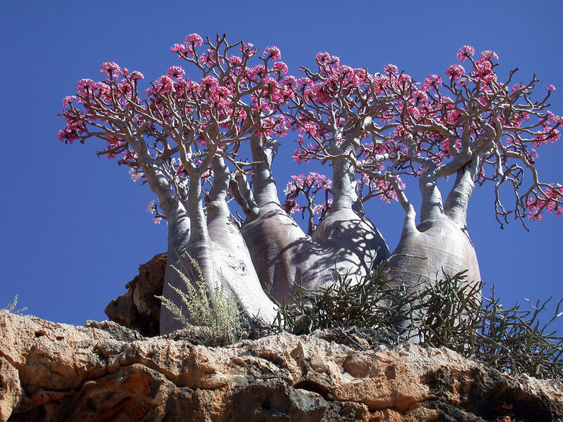 Pink-flowered trees on rock