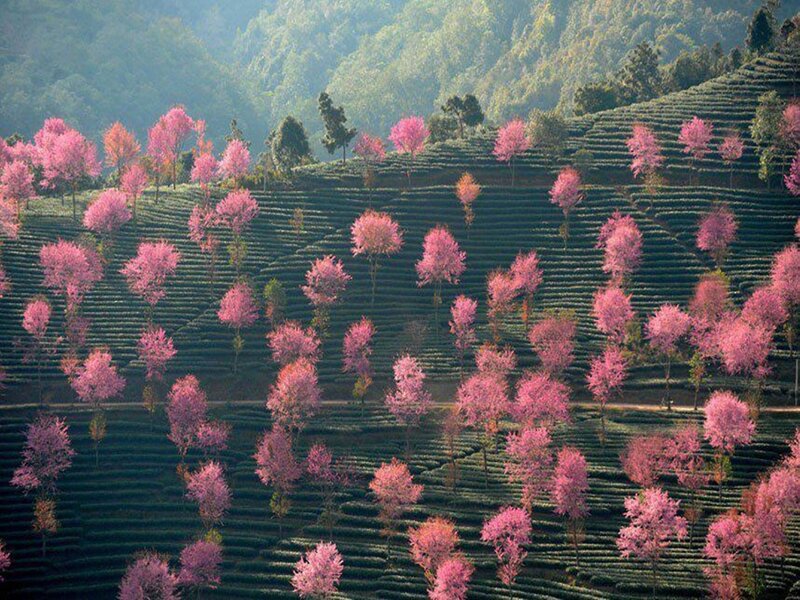 Pink-flowered Trees on Terraces