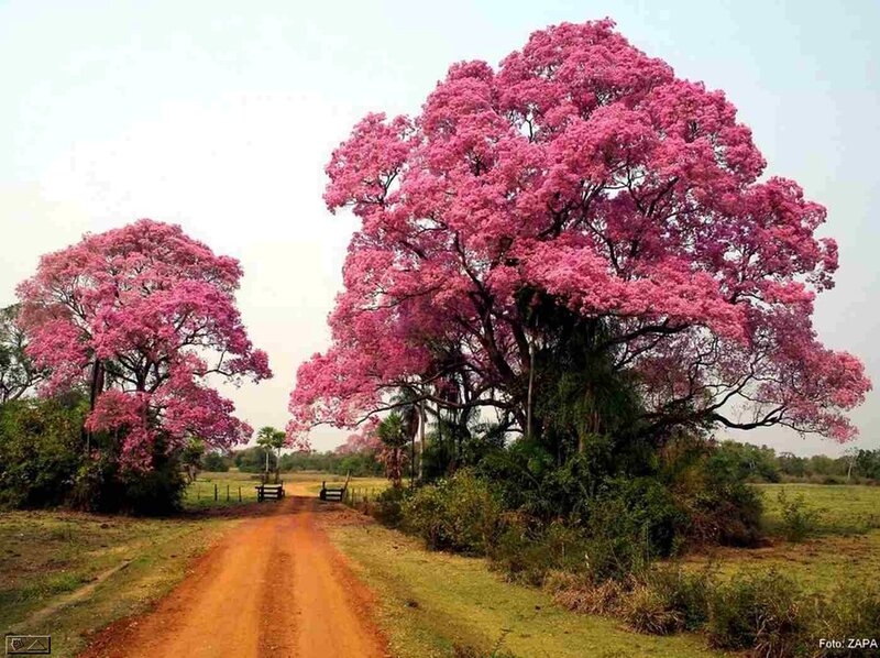 Pink-flowered Trees — Pink, Serene, Afternoon, Photograph