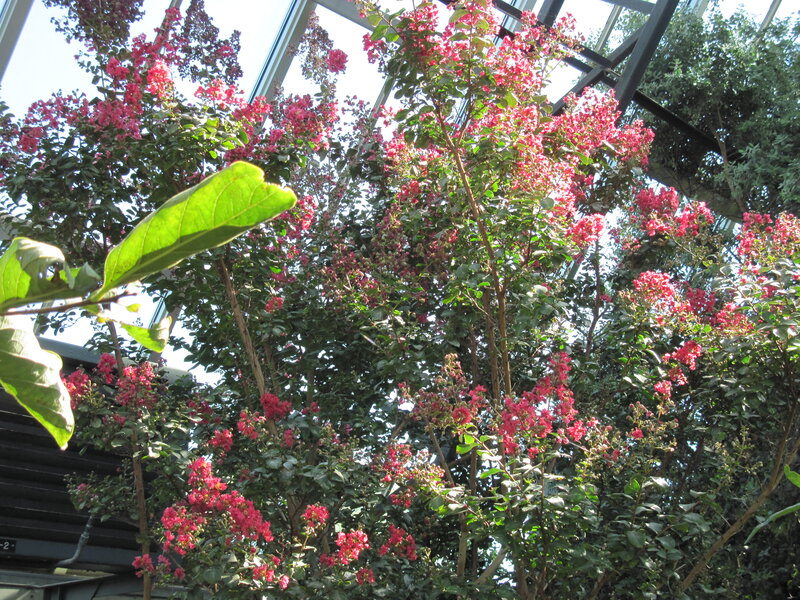 Pink-flowered Trees — Pink, Serene, Afternoon