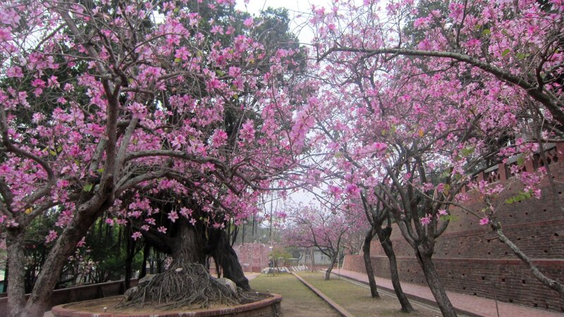Pink-flowered Trees — Pink, Serene, Spring, Photograph, Brick Wall